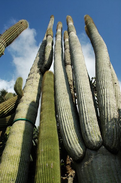 Golden Saguaro
